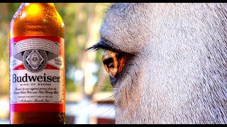 SUPER BOWL BUDWEISER CLYDESDALE COMMERCIAL [upl. by Rosamund571]