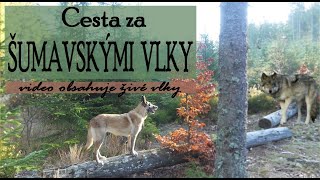 Cesta za Šumavskými vlky  život s belgickým ovčákem [upl. by Nahsad]