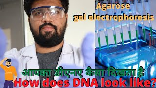 How does DNA look like  Agarose gel electrophoresis [upl. by Lebar]