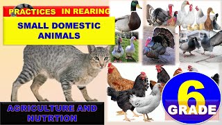 PRACTICES IN REARING SMALL DOMESTIC ANIMALS GRADE 6 AGRICULTURE AND NUTRTION [upl. by Luemas273]