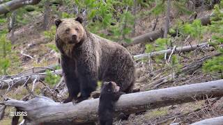 Return of the Yellowstone Grizzly Bear [upl. by Essyle]