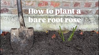 How to plant a bare root rose [upl. by Dinsmore]