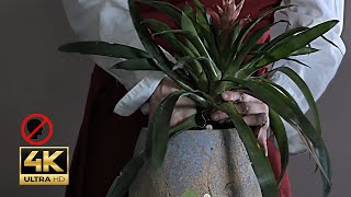 Transplanting Guzmania lingulata ASMR  Care Tips amp Natural Sounds for Relaxation notalking 4k [upl. by Wilder]