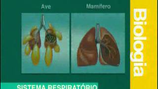 A 05  Sistema Respiratório  Biologia  Vestibulando Digital [upl. by Raddie]