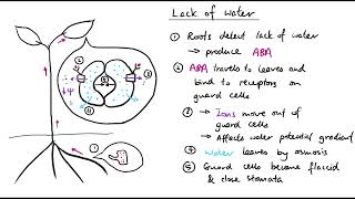 A2 Biology  Plant responses to abiotic stress OCR A Chapter 162 [upl. by Helfant]