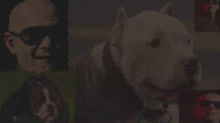 Les pitbulls chantés sur du Pitbull [upl. by Gris]