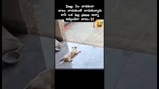 Dog rope skipping subscribe funny comedysoundeffects memes viralvideos trending cat dog [upl. by Iormina]