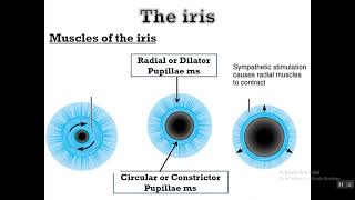 Physiology of intraocular fluids [upl. by Larisa32]