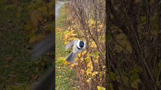 HAND Feeding BIRDS  video nature chirpingbirds chickadee shorts [upl. by Iturhs]