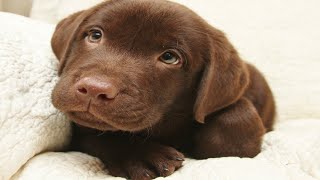 Cute Chocolate Labrador Puppies [upl. by Kisung]