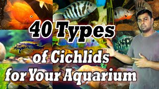 40 Types of Cichlids for Your Aquarium  Most Gorgeous Cichlid Fish [upl. by Acinoreb455]