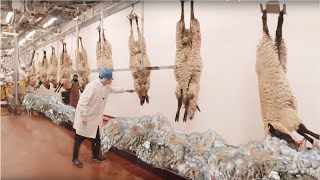 How to Harvesting Wool  Amazing Sheep Factory  Wool Processing Mill  Modern Sheep Shearing [upl. by Nagiam]