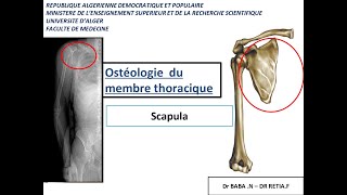 1ére année médecine  anatomie de la scapula et lhumérus [upl. by Downall186]