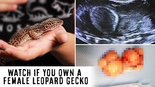 Female Leopard Gecko Health Problems  Follicular Stasis [upl. by Aeht841]