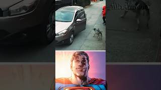 Stray dog Saved the girl shorts superman starman wholesome dog memes [upl. by Neersin]