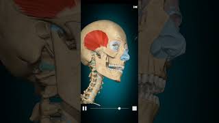 Muscles of mastication [upl. by Carbo]