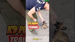 TRAINING PUPPY K9 ❌❌❌ dog germanshepherd dogtraining k9 doglover [upl. by Arrahs]