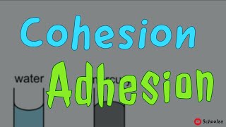 cohesion adhesion [upl. by Andrus852]