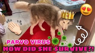 Parvo Virus Survivor  Reuniting With The Pack  Husky Pack TV [upl. by Aikyt741]