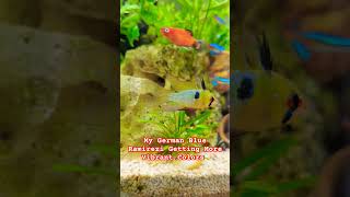 German Blue Ramirezi Fish Getting Vibrant Colors trending aquarium petfish fypシ゚ ramirezi [upl. by Joachima]