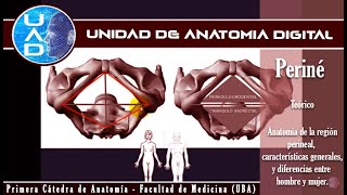 Periné teórico  Unidad de Anatomía Digital  Primera cátedra de Anatomía  FMed  UBA [upl. by Lrad68]