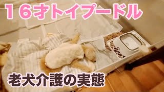 １６歳トイプードル｜お留守番の時かわいそうだったこと｜サークル追加注文｜高齢犬｜ [upl. by Ttehr]