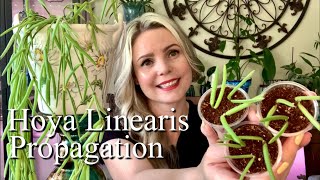 How To Propagate Hoya Linearis  Soil Propagation [upl. by Yesdnyl]