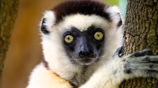 Dancing Sifakas Lemurs of Madagascar [upl. by Marrilee652]