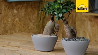 Taking Care of a Ginseng Ficus [upl. by Volding]