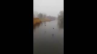 Ducks flying in slowmotion [upl. by Lustick]