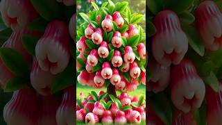 Easy and fast method for planting and propagating waxapple fruit trees gardening [upl. by Yrocal]