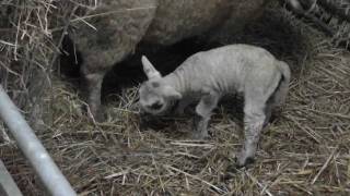 Lambing on a Smallholding [upl. by Ahseneuq]