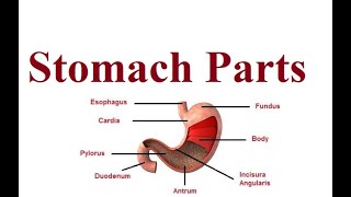 Stomach Parts  Digestive system anatomy  2024 [upl. by Fleur]