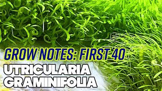 Utricularia Graminifolia UG  First 40 Days  Grow Notes  4 Gallon Nano Planted Tank [upl. by Eelyk]