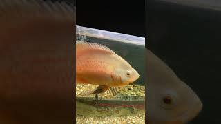 Albino Oscar Cichlid [upl. by Gardel]