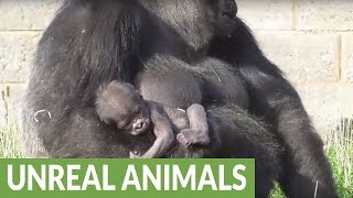 Rare newborn baby gorilla at Twycross Zoo [upl. by Hammock]