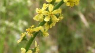 Bach Flower Remedies  Agrimony [upl. by Sophi]