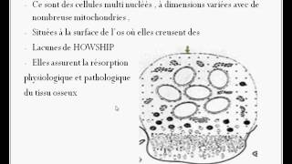 Los alvéolaire  le cours [upl. by Rayford]