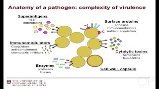 quotUnderstanding Pathogen Biology Key New Therapiesquot by Juliane Bubeck Wardenburg for OPENPediatrics [upl. by Aynodal920]