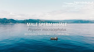 Male Sperm Whale  Releasing Faeces while Lobtailing in São Miguel Azores  TERRA AZUL™ [upl. by Dar342]