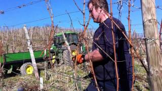 Weinreben werden im Frühjahr geschnitten [upl. by Neall]