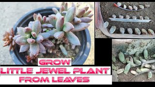 how to grow little jewel plant from leaves  grow pachyphytum compactum rose plant from leaves [upl. by Plate]