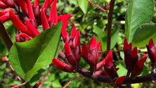 Erythrina x bidwillii Blakei Blake’s Erythrina  Must see November [upl. by Irme952]