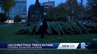 130 Christmas trees delivered for Milwaukee Holiday Lights Festival [upl. by Parette810]