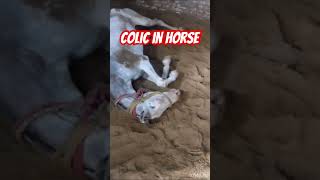 Colic in horse l dr Umar khan [upl. by Sirrap579]