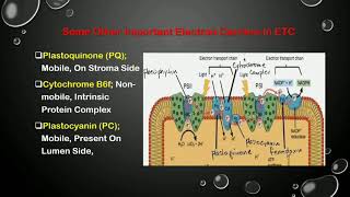 Photosynthesis part 2 Noncyclic electron transport [upl. by Valentijn]