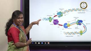 Understanding DNA Replication The Basics Ms Jesia Persis Preethi [upl. by Eelyk]