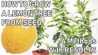 How To Grow A LEMON TREE From A SEED  06 MONTHS UPDATES [upl. by Neleb]