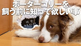 【しつけ・子犬の破壊行動など】ボーダーコリーは賢すぎて大変って本当？【賢さ全犬種No1】 [upl. by Ransell]