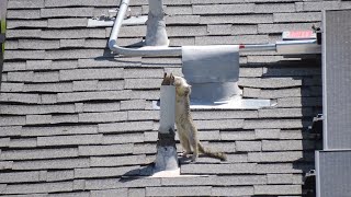 Squirrels on a Roof [upl. by Yrgoerg]